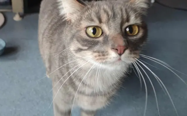 chatte lost    Nantes Zelda