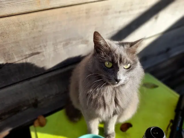 chatte lost   44640 Saint-Jean-de-Boiseau Nina