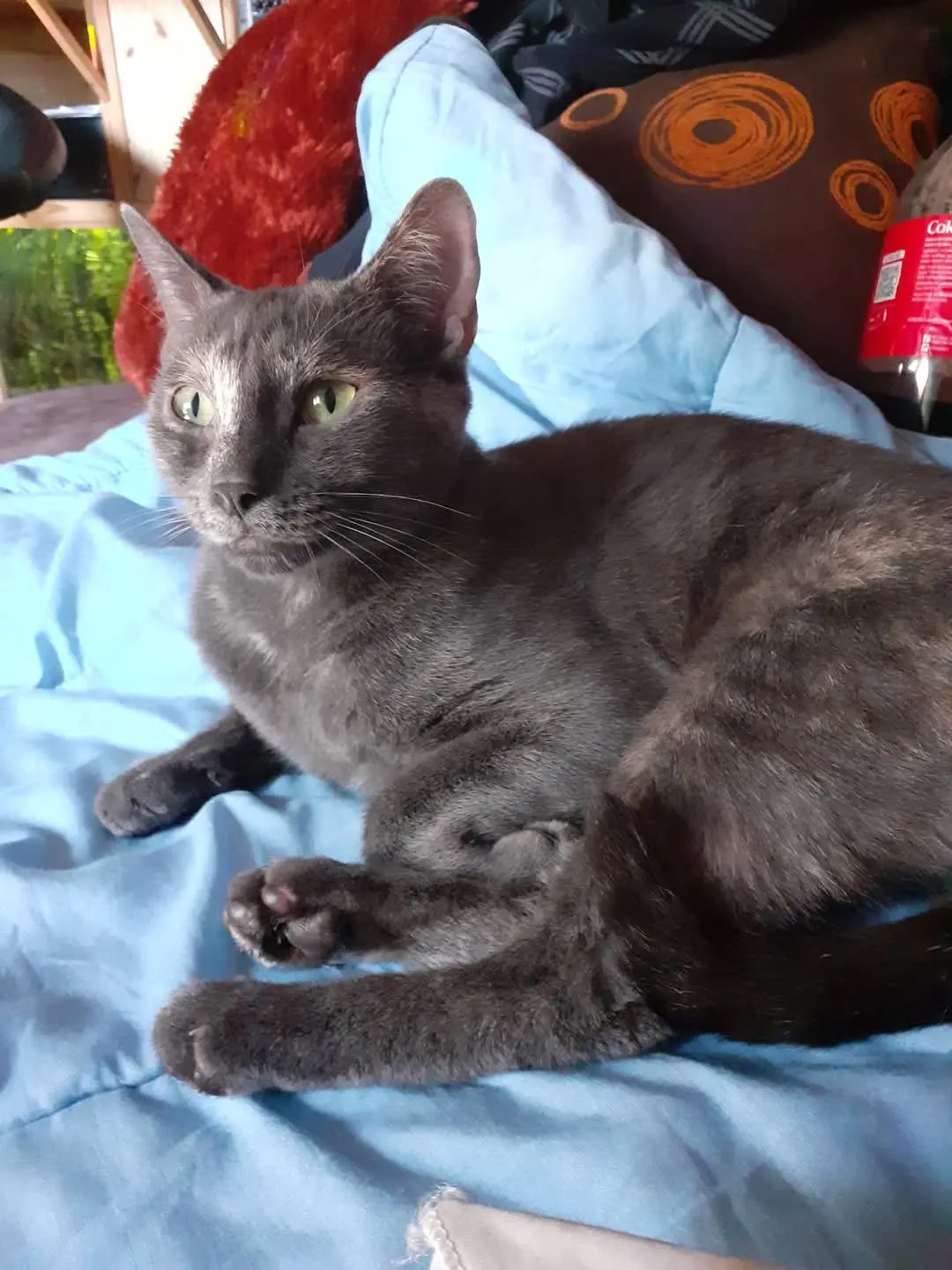 Chatte Perdue 44 Loire-Atlantique - Nounours Chatte Perdue 44 Loire-Atlantique - Nounours