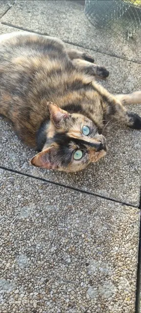 chatte lost   44880 Sautron Nuka