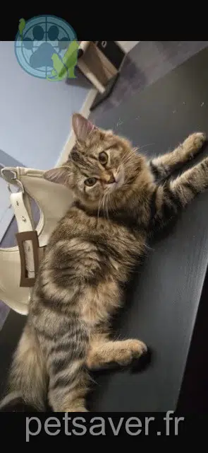 chatte lost   44150 Ancenis-Saint-Géréon Octavia
