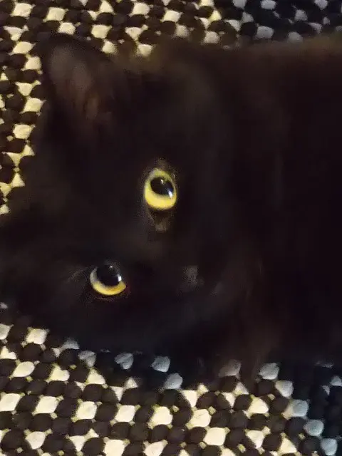 chatte lost   44400 Rezé Olive