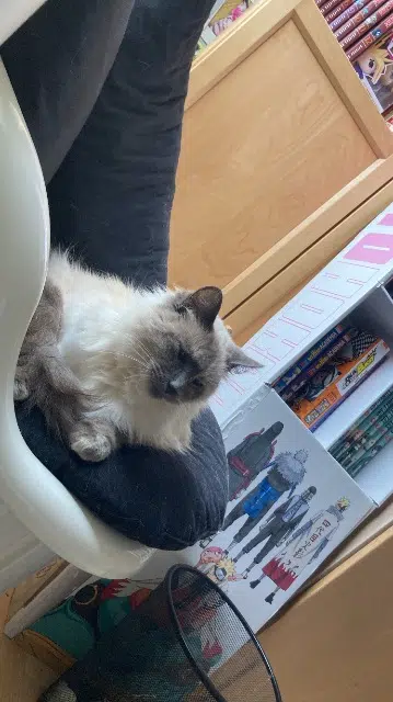 chatte lost   44620 La Montagne Oogarden