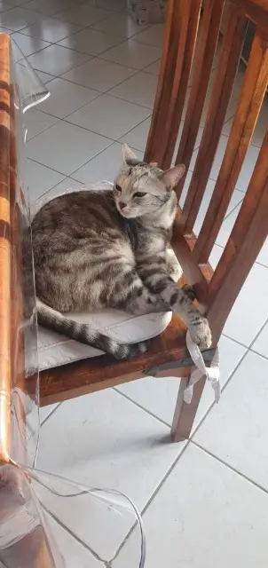 chatte lost   44750 Quilly Oprah