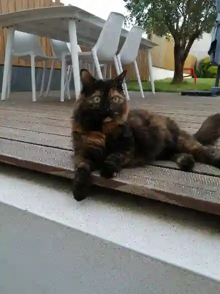 Chatte Perdue 44 Loire-Atlantique - Paillette Chatte Perdue 44 Loire-Atlantique - Paillette