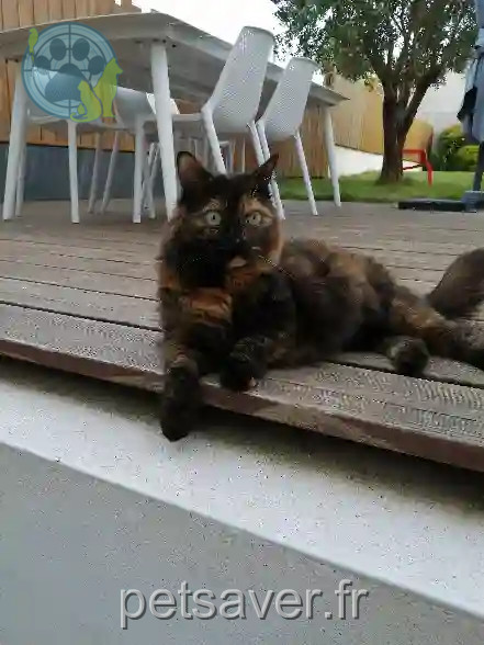Chatte Perdue 44 Loire-Atlantique - Paillette Chatte Perdue 44 Loire-Atlantique - Paillette