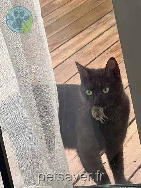 chatte lost   44980 Sainte-Luce-sur-Loire Palliette