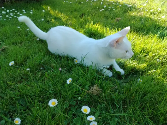 chatte lost   44250 Saint-Brevin-les-Pins PANDA