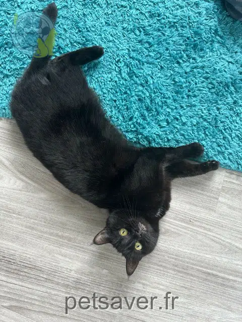 kat vermist 44160 Pontchâteau Panthéra kat lost 44160 Pontchâteau Panthéra
