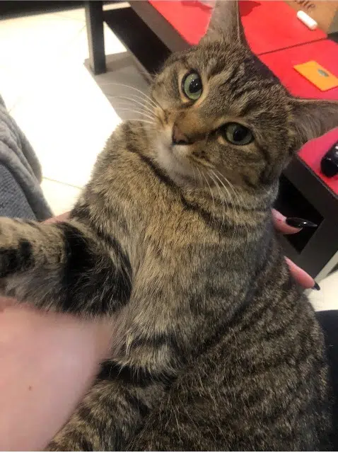 chatte lost   44800 Saint-Herblain Patex