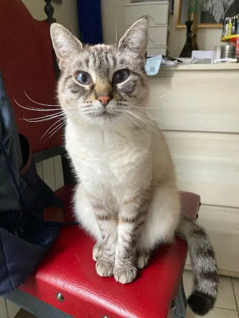 chatte lost   44800 Saint-Herblain Patoune