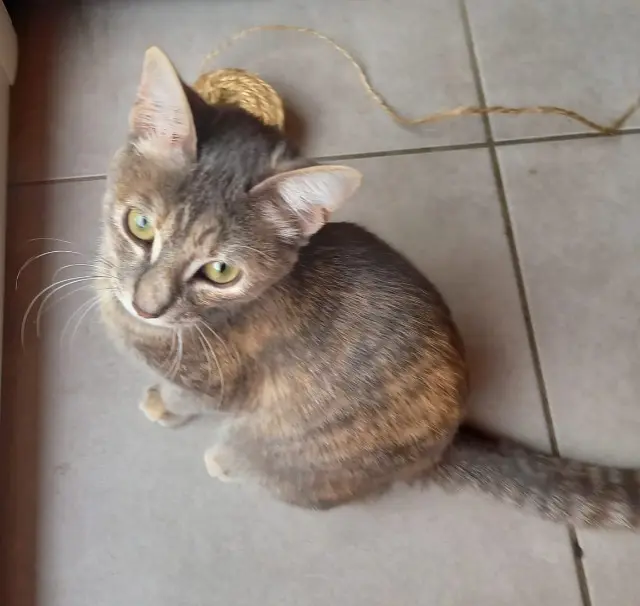 chatte lost   44260 Malville Perle