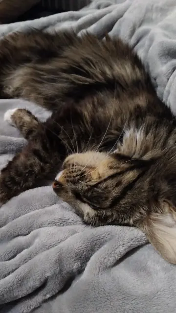 chatte lost   44400 Rezé Pistache