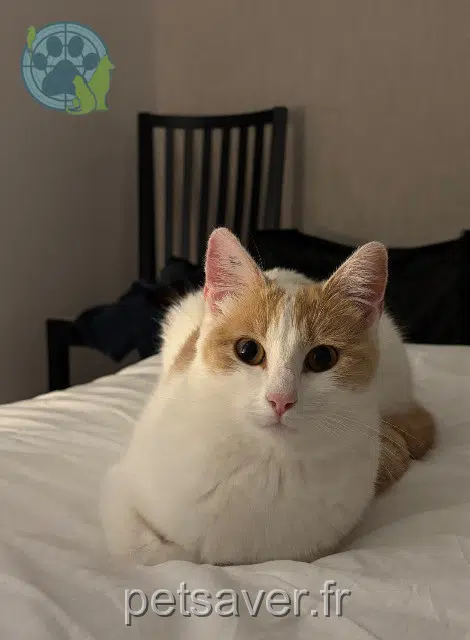 cat lost   44190 Clisson Pixel