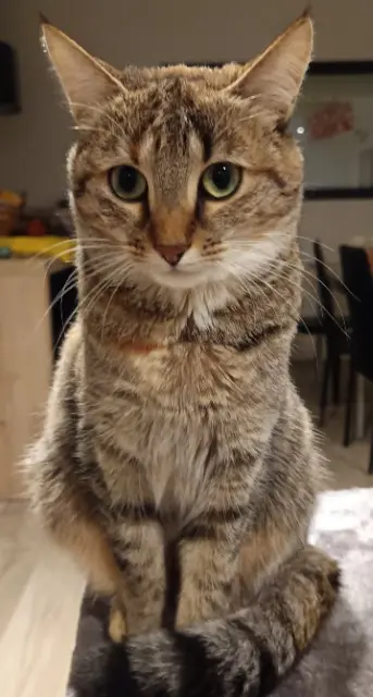 chatte lost   44380 Pornichet Plime