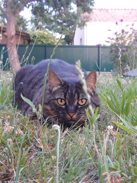 chatte lost   44250 Saint-Brevin-les-Pins Plume