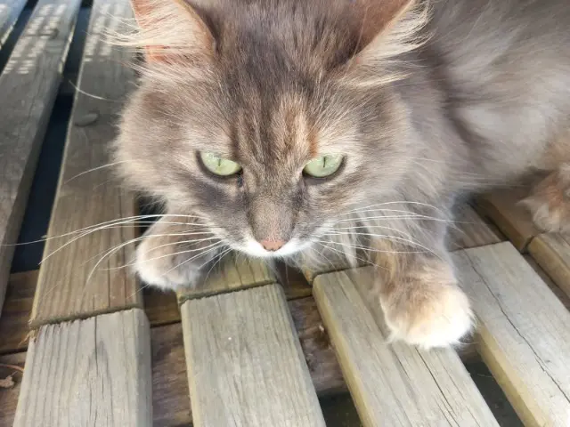 chatte lost   44530 Guenrouet Plume