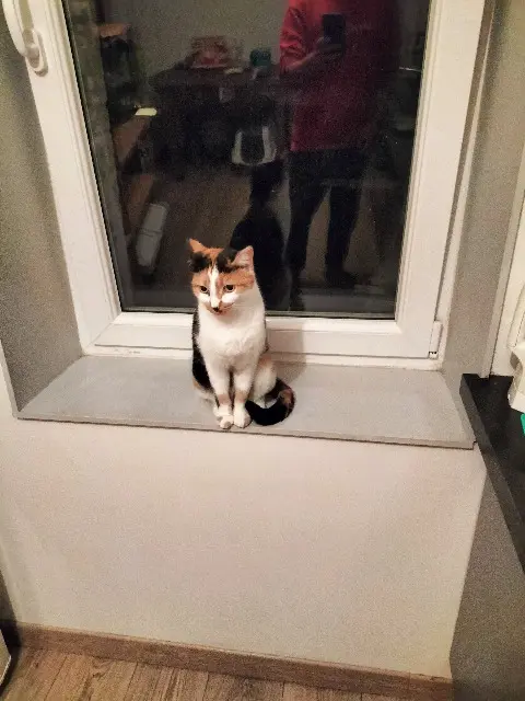 chatte lost   44770 Préfailles Poca