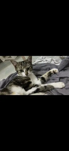 chatte lost   44410 Saint-Lyphard Prada