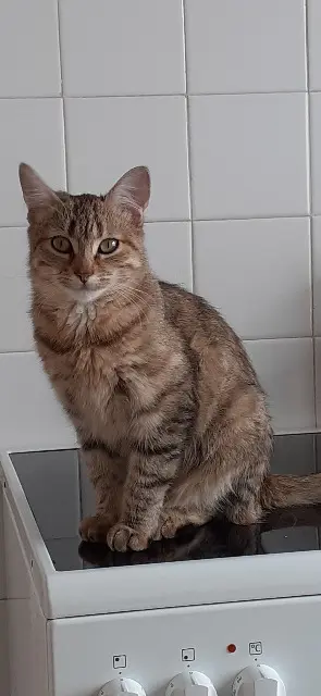 Katze vermisst 44760 La Bernerie-en-Retz Praline Katze lost 44760 La Bernerie-en-Retz Praline