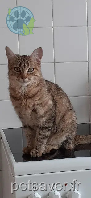 chatte perdue 44760 La Bernerie-en-Retz Praline chatte lost 44760 La Bernerie-en-Retz Praline