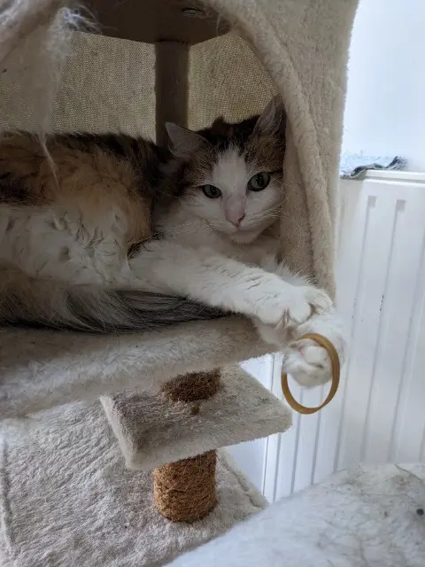 chatte lost   44830 Bouaye Praline
