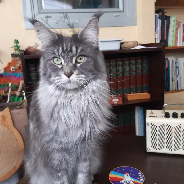 chatte lost   44800 Saint-Herblain Ramina