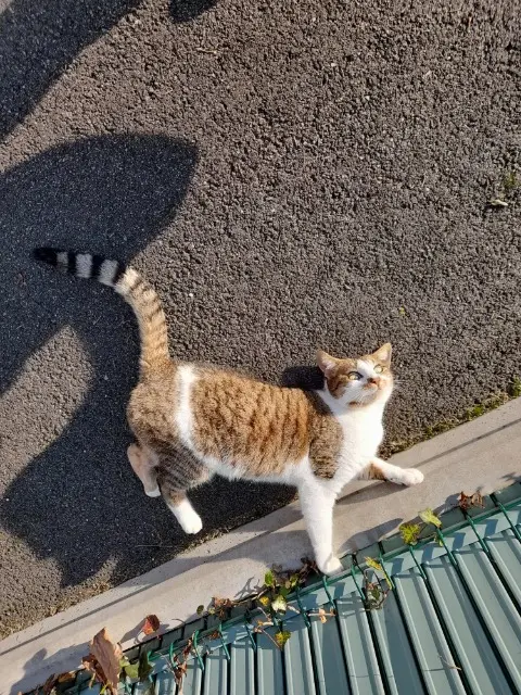 chatte lost   44160 Sainte-Reine-de-Bretagne Ratcha