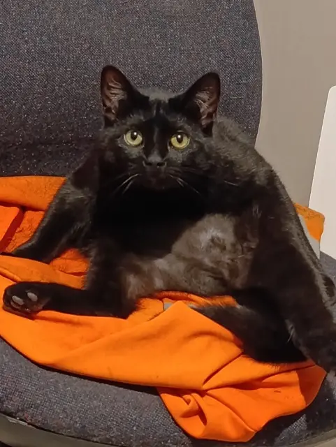 chatte lost   44530 Drefféac Raven