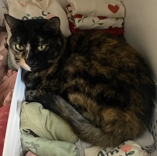 chatte lost   44140 Montbert Romy