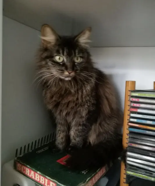 chatte lost   44640 Saint-Jean-de-Boiseau Romy