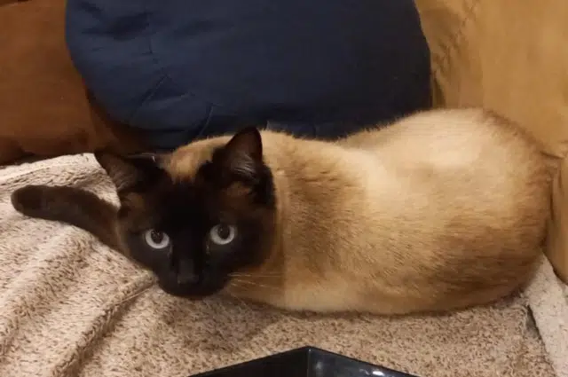 chatte lost   44270 Machecoul-Saint-Même Rosette