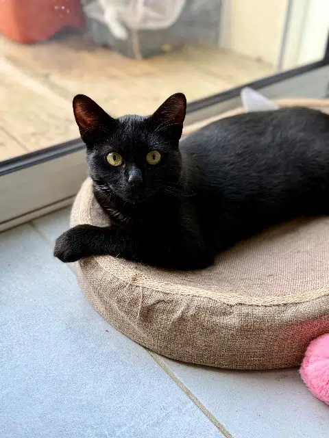 chatte lost   44380 Pornichet Rosie