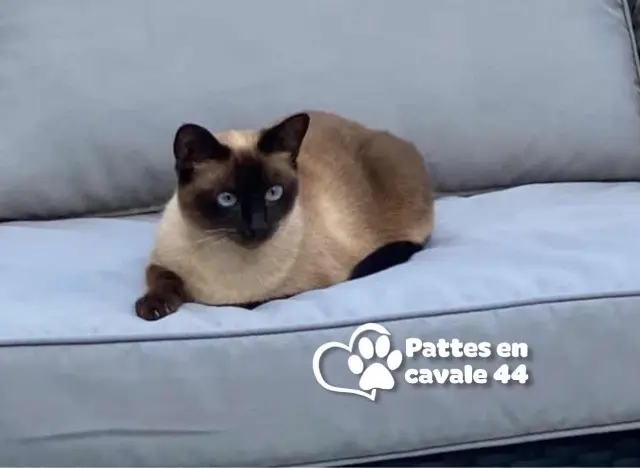 chatte perdue 44600 Saint-Nazaire Roxy chatte lost 44600 Saint-Nazaire Roxy