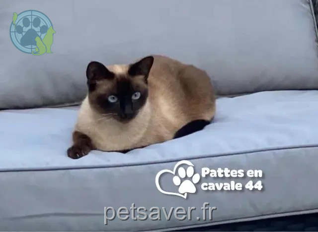 Katze vermisst 44600 Saint-Nazaire Roxy Katze lost 44600 Saint-Nazaire Roxy