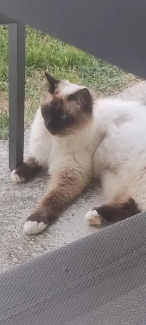 chatte lost   44190 Gorges Rubby