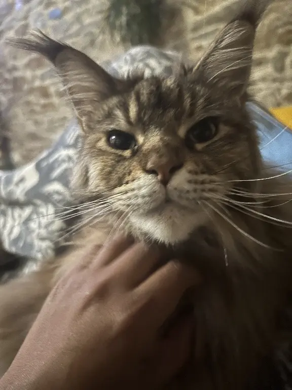 Chatte Perdue 44 Loire-Atlantique - Rubie Chatte Perdue 44 Loire-Atlantique - Rubie