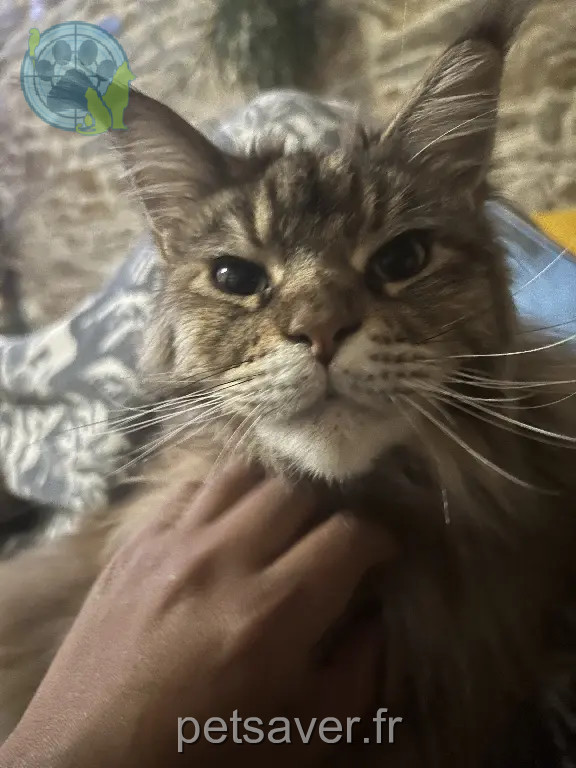 Chatte Perdue 44 Loire-Atlantique - Rubie Chatte Perdue 44 Loire-Atlantique - Rubie