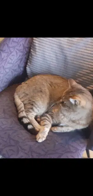 chatte lost   44160 Pontchâteau Ruby