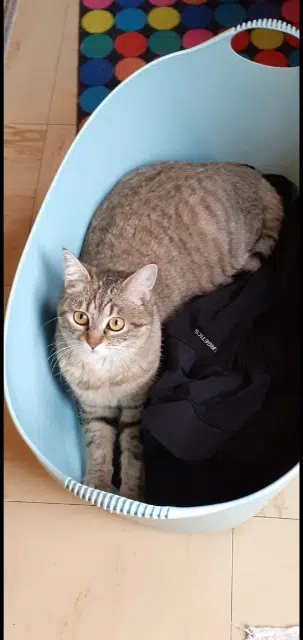 chatte lost   44160 Pontchâteau Ruby