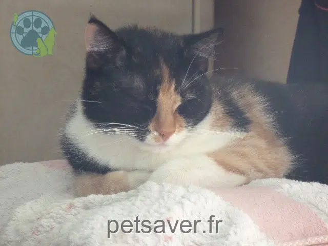 chatte lost 44410 Assérac Rustine