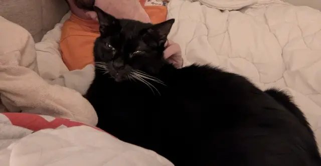 chatte lost   44410 Herbignac Ruti