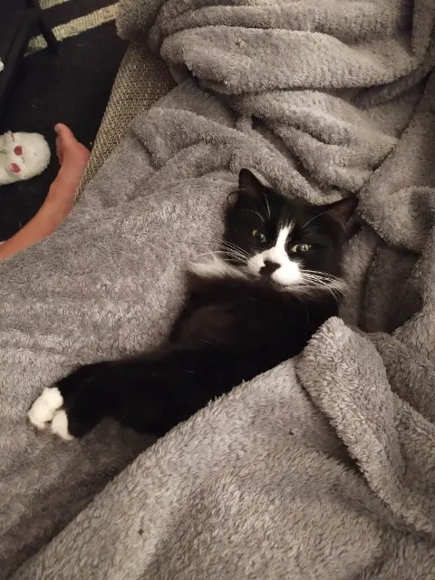 cat lost   44400 Rezé Réglisse