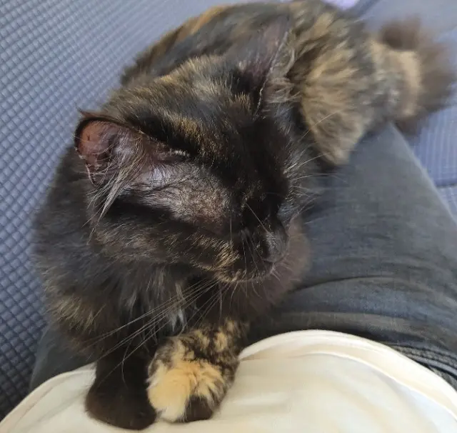 chatte lost   44230 Saint-Sébastien-sur-Loire Saki
