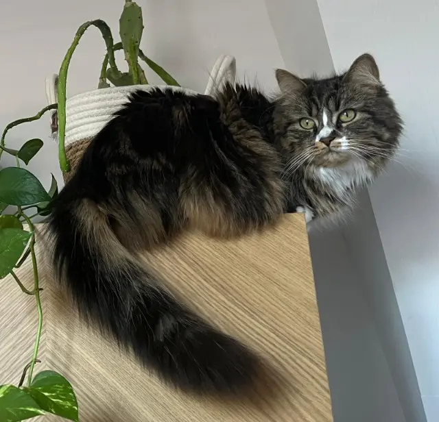 chatte lost   44470 Thouaré-sur-Loire SAKURA