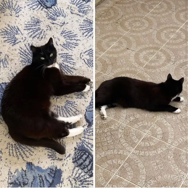 chatte lost   44120 Vertou Sarazine
