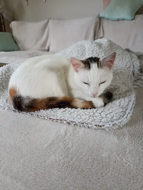 chatte lost   44980 Sainte-Luce-sur-Loire Satine