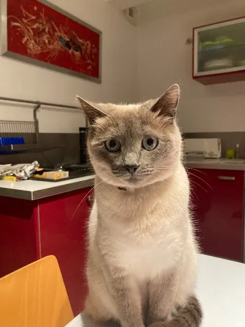 chatte lost   44115 Haute-Goulaine Schnaps