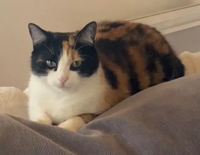 chatte lost   44250 Saint-Brevin-les-Pins Scrapy