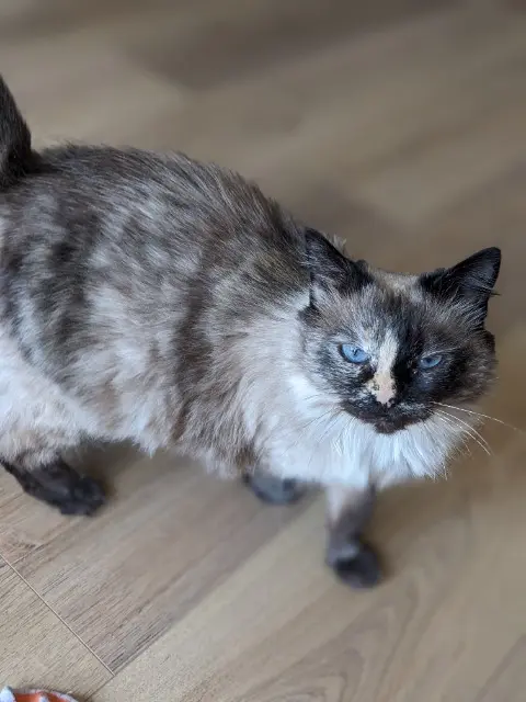 chatte lost   44118 La Chevrolière Semaine